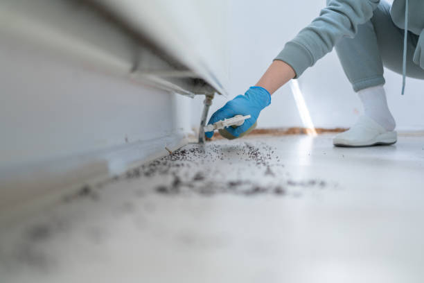 Best Local Pest Control Services  in Arrowhead Beach, NC